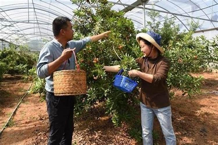 杨梅是否可以反季栽种？如何栽种？