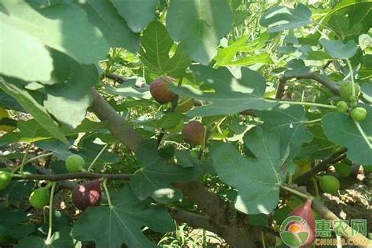 阳台种无花果怎样施肥