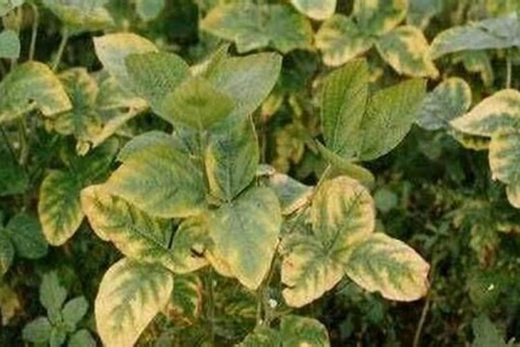 怎样在外观区分氮、磷、钾肥？？？