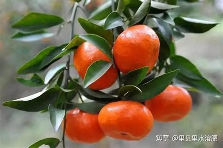 钙对柑橘是很重要的,种植柑橘时怎样补钙最有效果？