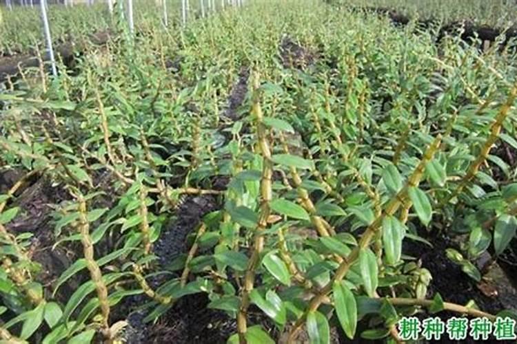 铁皮石斛根腐病和茎腐病怎样预防和治疗？