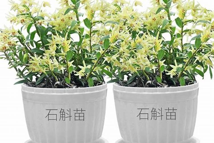 铁皮石斛用什么肥料好