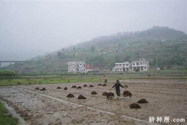 氮肥过多的症状
