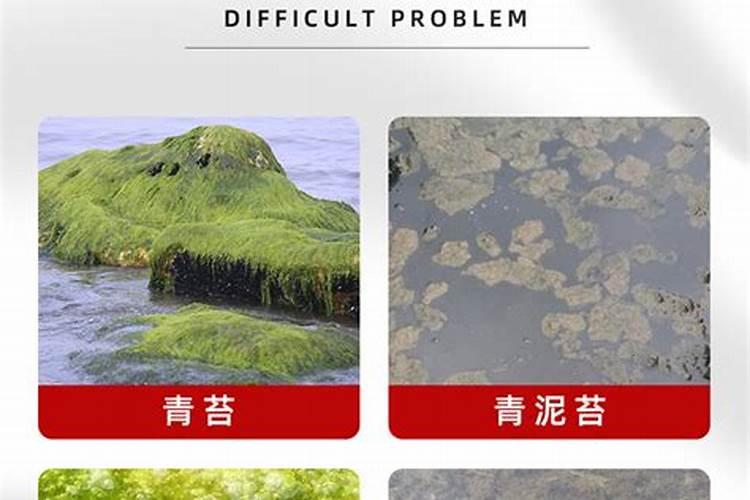 矿源黄腐酸钾什么时候用效果好？芒果使用黑金晶促产增收怎么用