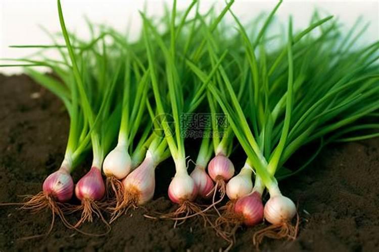 潍坊前阙庄村百人分红,大农主种植户万人发愁