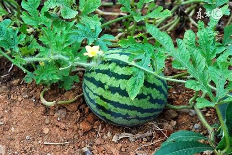 冷棚西瓜是一种高效经济作物,种植冷棚西瓜用什么底肥好？