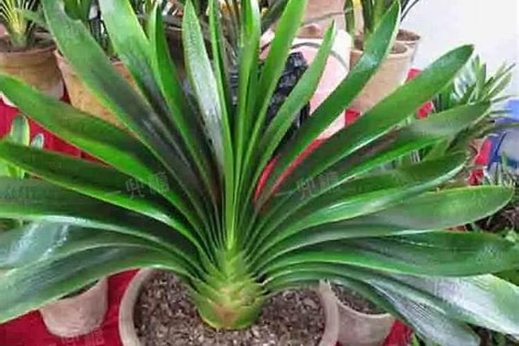 月季什么时候用氮肥