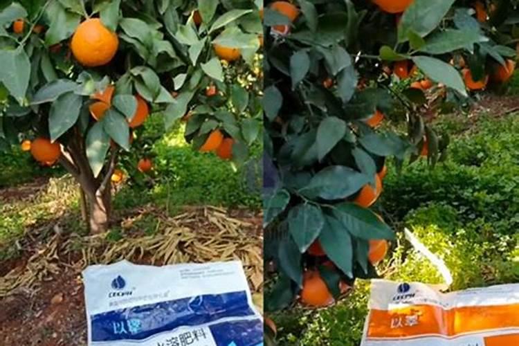 果树增甜用什么肥料好用什么能使果树果增甜