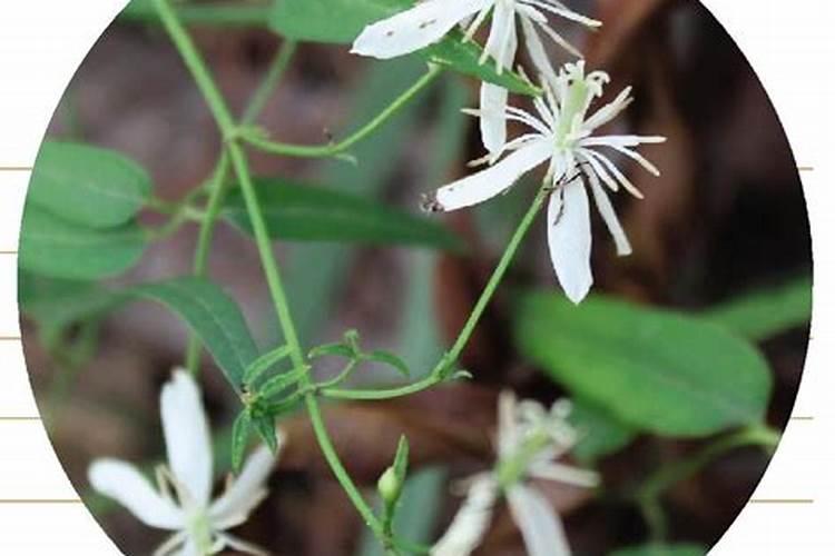 金狐狸长寿花好养吗