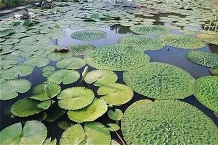 芡实怎么种植技术
