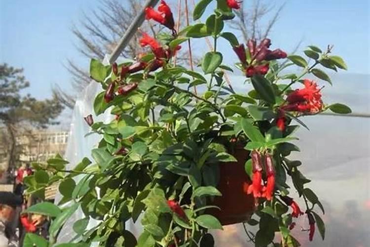 口红吊兰开花时需要施肥吗？