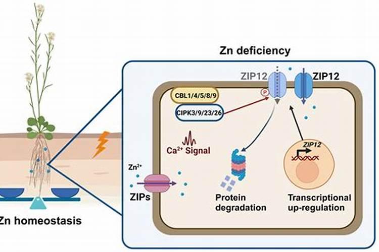 盆我桔子树开花结果期要施肥吗