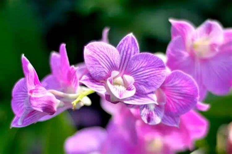 腐植酸钾是什么肥 腐植酸钾好用吗