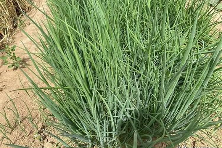 小葱种植后用什么肥做追肥？