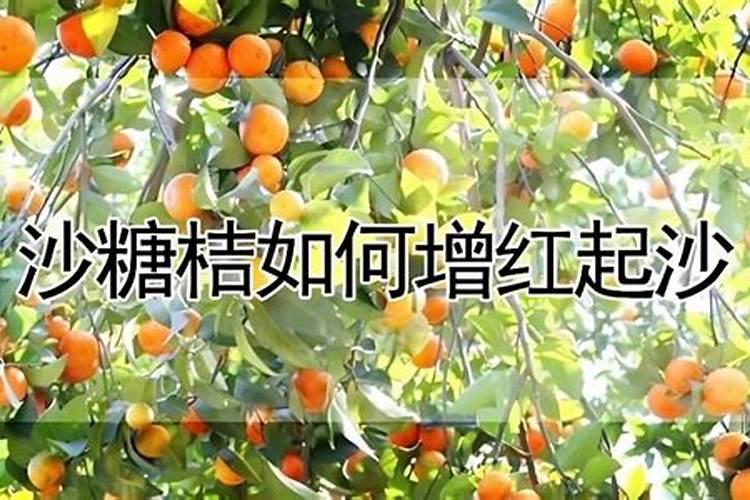 开花后的郁金香能移栽吗？