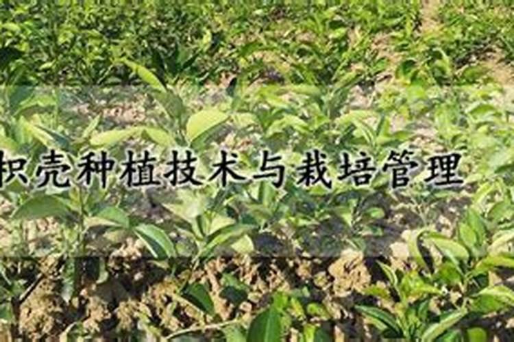 郁金香出苗后可以移栽吗