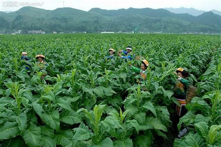 苹果套袋时,用什么化肥可以增亮？该注意些什么？