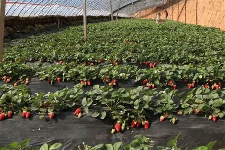 氮磷钾复合肥适合什么花 氮磷钾复合肥使用方法
