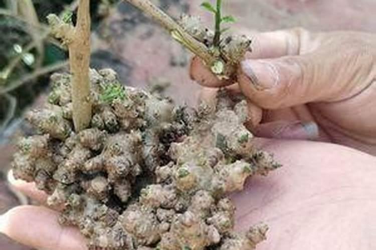 如何给吊兰施肥