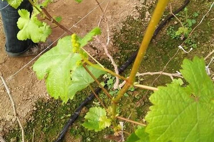 矾肥水能浇兰花吗？