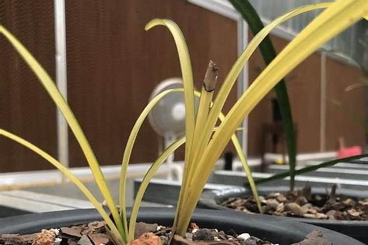 果树花后施什么肥最好