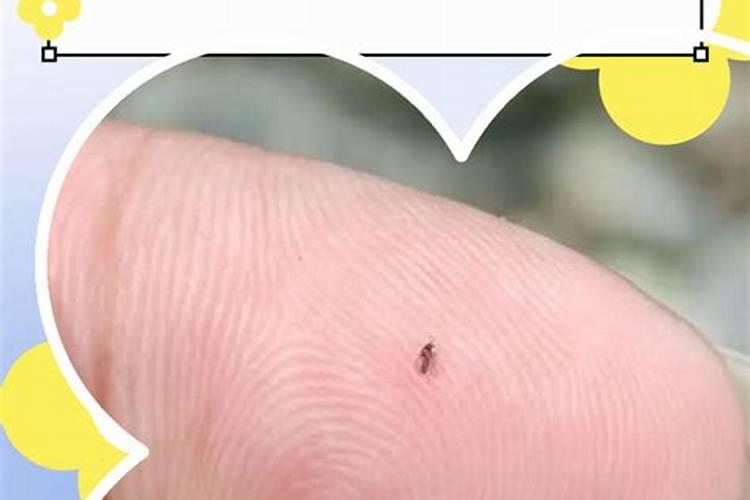 玉麒麟怎么快速生根