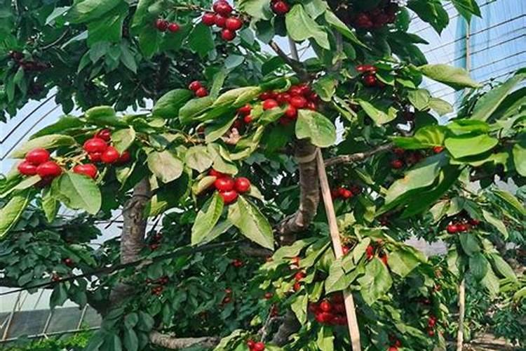 小麦的播种时间和收获时间 附种植方法