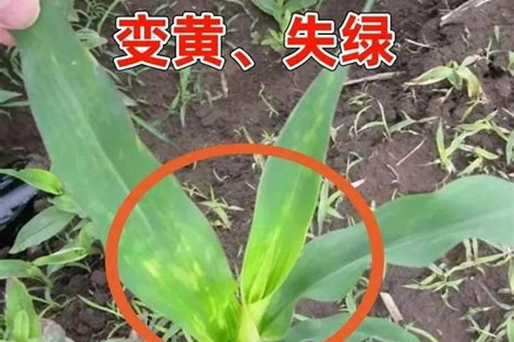 牡丹花会冬眠吗？