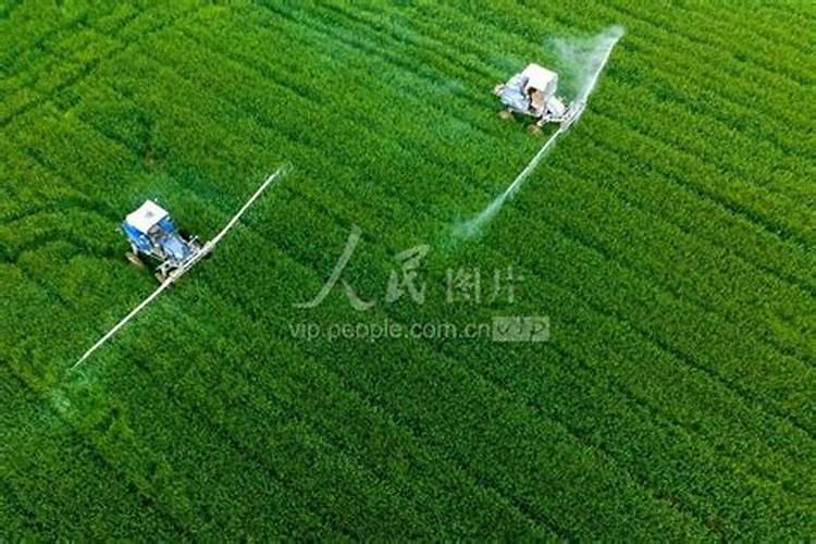 小麦追肥的最佳时期