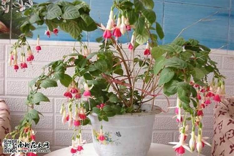 倒挂金钟用什么肥料