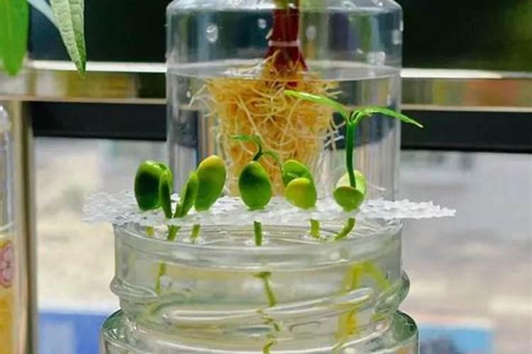 中微量元素肥料的作用,土壤中微量元素可给性的影响