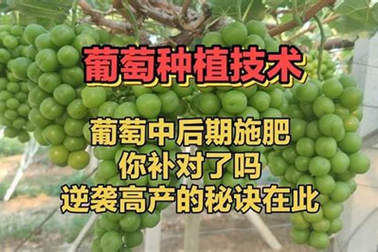 葡萄谢花后施什么肥好