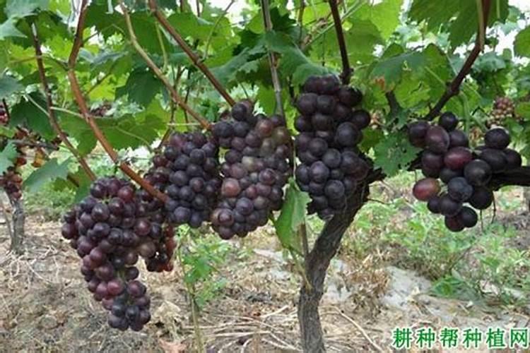 葡萄幼苗施肥用什么肥料好(新栽葡萄苗期需要怎样施肥)