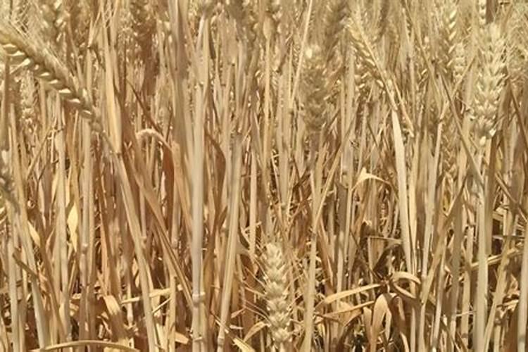 草莓苗 打老叶子后立即下雨好不好