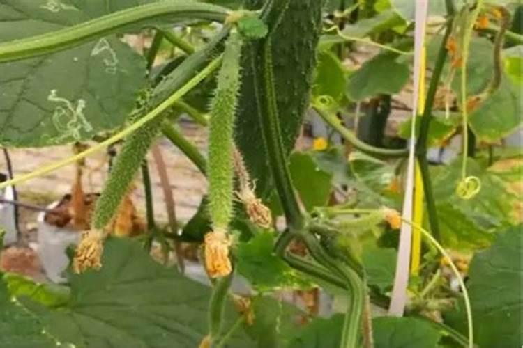 氮磷钾复合肥是什么样的