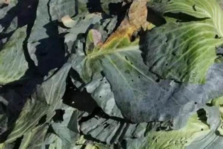 菜叶直接埋土里沤肥需要多久？