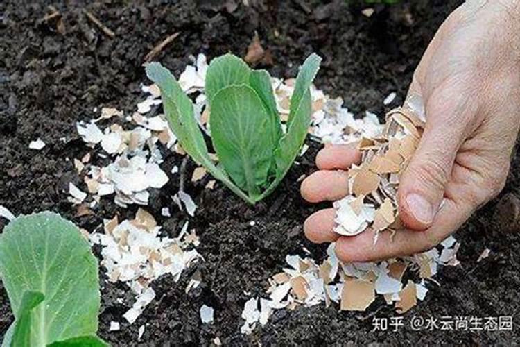 烂菜叶子可以做肥料吗