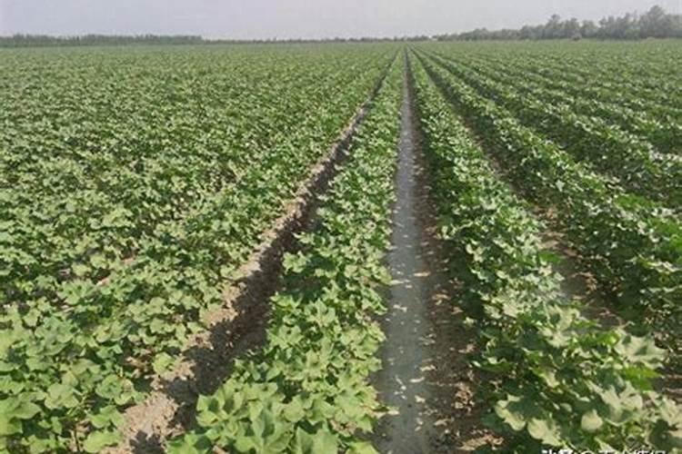 促进枝条老熟用什么药