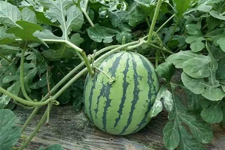 每种氮肥啥时能用、啥时不能用、具体怎么用？