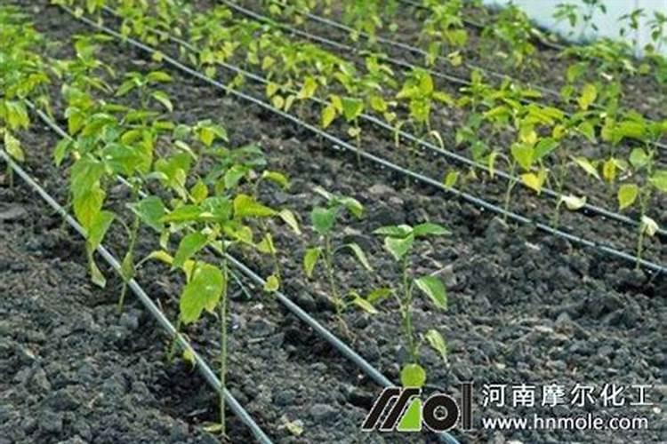 樱桃树水溶肥的使用方法