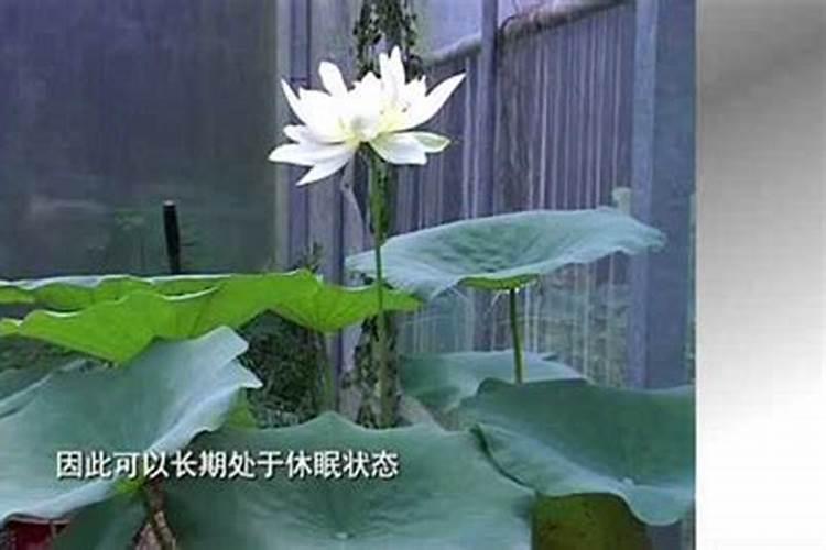 莲子种植一萖插几根苗