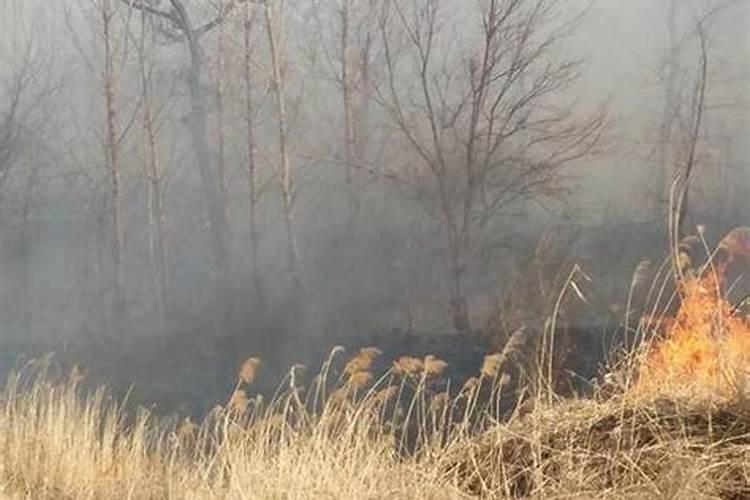 种植甘蔗可以用什么肥料？