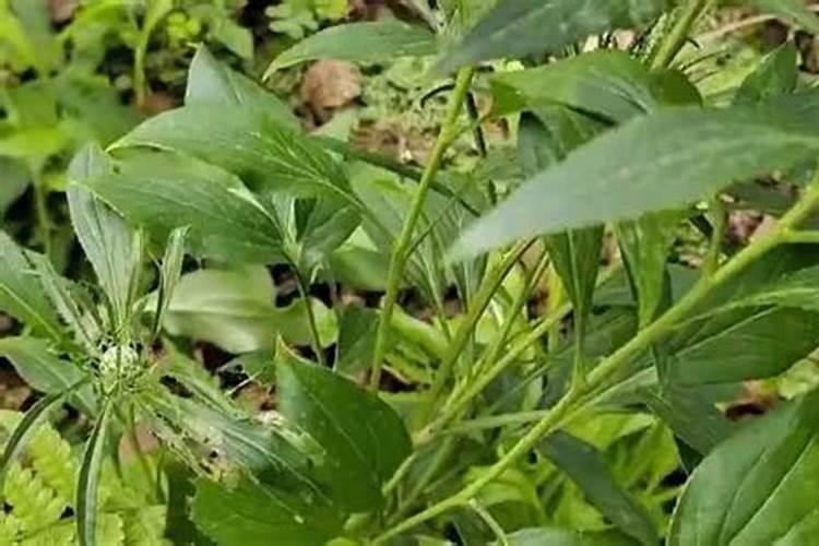 中药材植物白术的田间管理 怎么施肥好