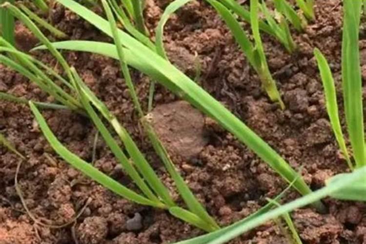 8月份苹果树如何促花施肥