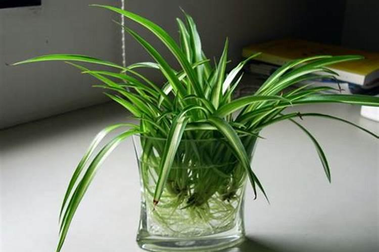 葡萄秋施肥最佳配方