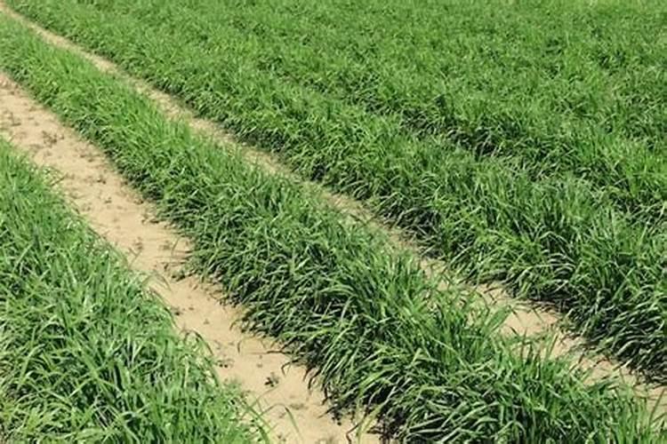 四季桂冬天会冻死吗