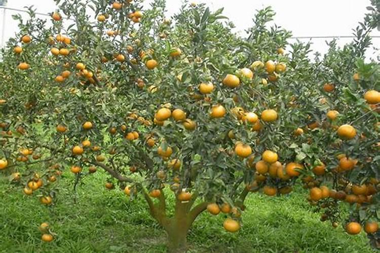 莴笋膨大长粗用什么肥或药