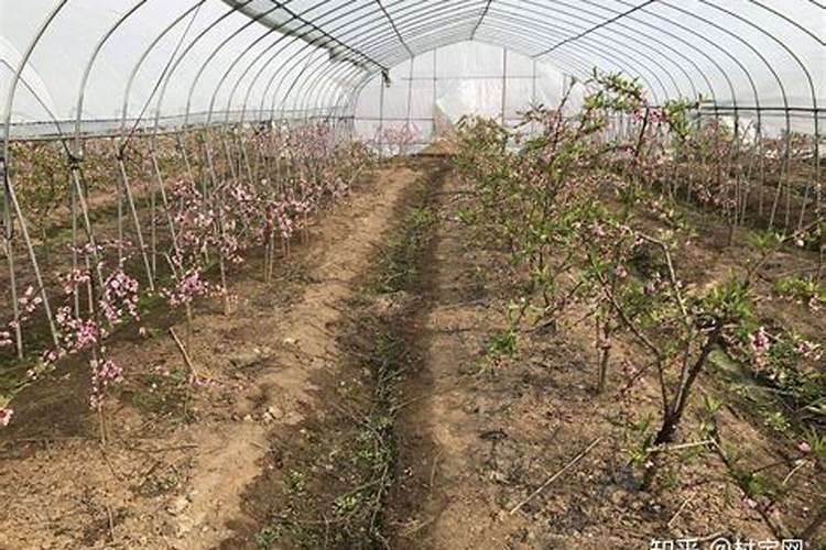 三十烷醇和芸苔素区别