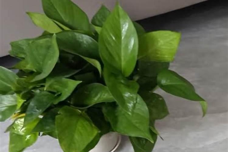 什么品牌的硒叶面肥,质量比较好？