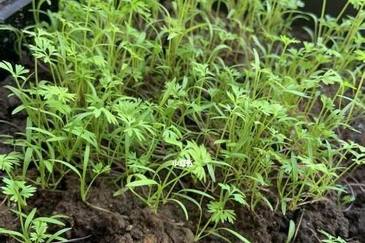 什么叶面肥能让水果提前成熟？